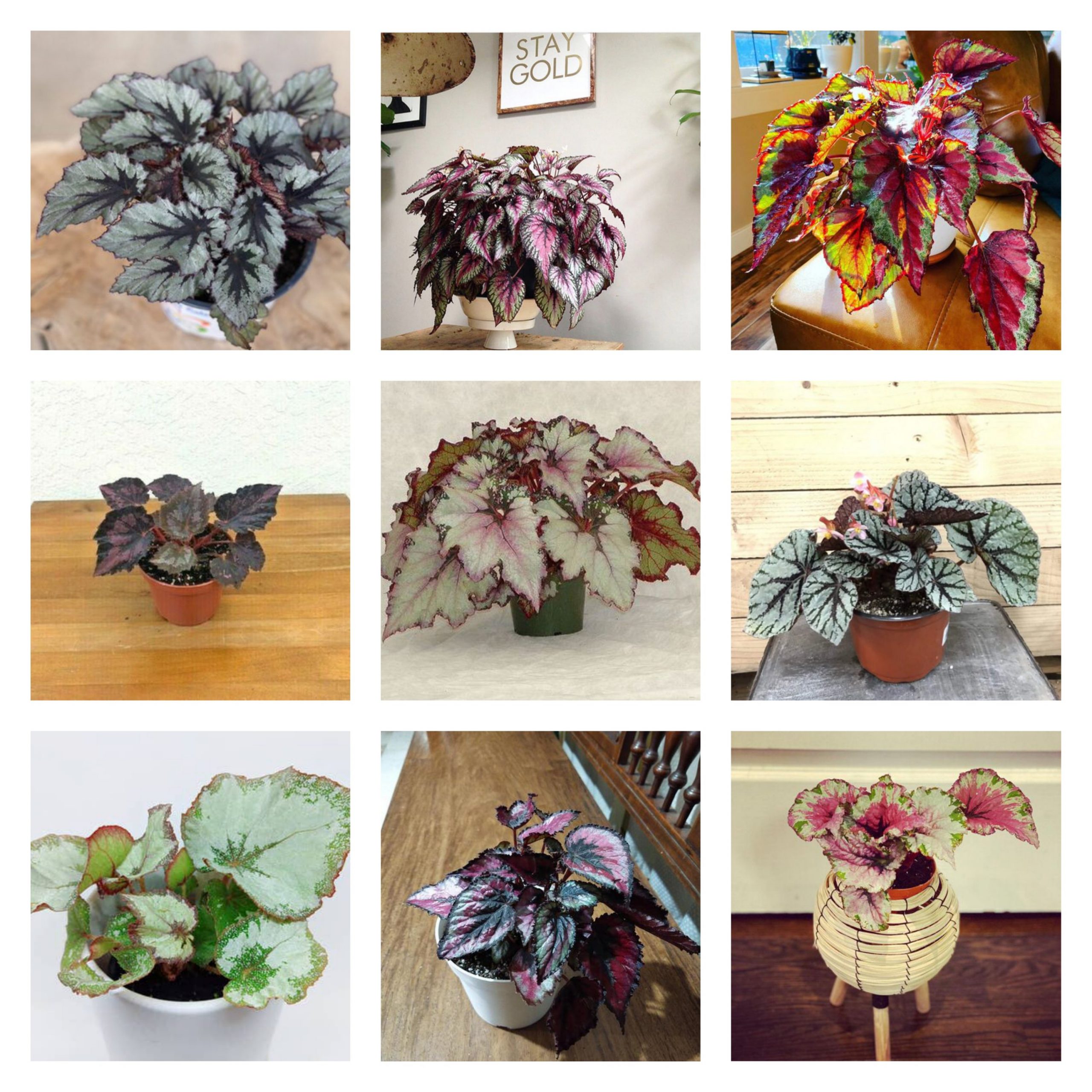 Begonia Combo (20 varieties) - Buy 6000+ Plants, Seeds, Pots online at