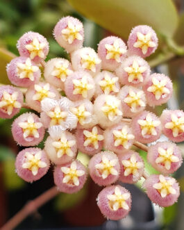 Hoya Obscura Sunrise (small jiffy rooted plant)