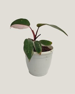 philodendron pink princess/PPP (Small plant)