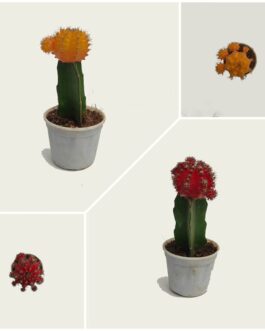 ball cactus (Red and Yellow Colour)