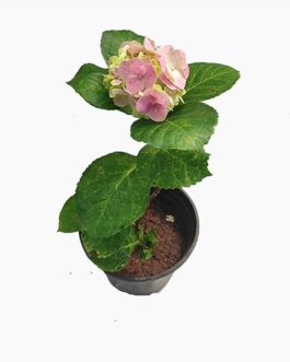 Hydrangea (pink flower and green flower)