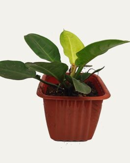 Philodendron Moonlight (large plant)