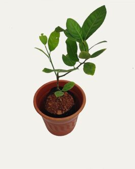 seedless lemon combo ( 3 plants)