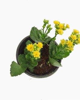 Kalanchoe Plant Large sized- (Red flower and yellow plant)