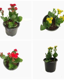 Kalanchoe Plant Large sized- (Red flower and yellow plant)