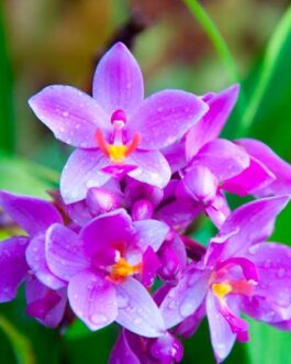 Thai ground orchid ( purple white colour)