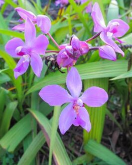 Thai ground orchid ( purple white colour)