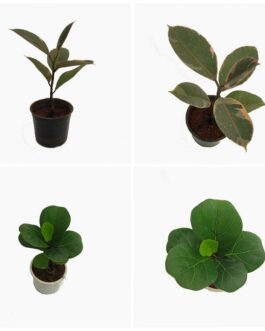 Ficus combo (elastica ruby, lyrata bambino) 2 plants