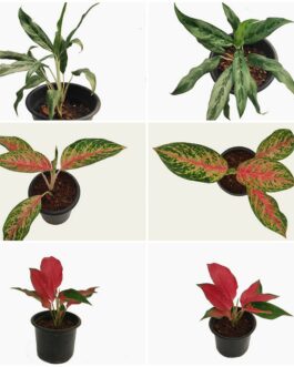 Aglaonema combo ( miniature ice,china red,coco melon) 3 plants