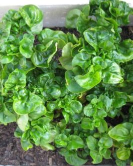 Alternanthera sissoo/ Brazilian Spinach/ Sambu/ Samba lettuce (3 stems)