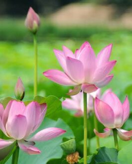 Pink Lotus/ Nelumbo Nucifera (plant)