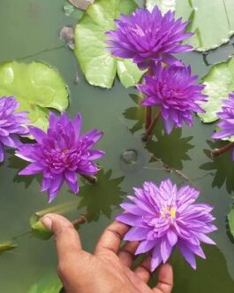 King of Siam Waterlily (1 Plant)