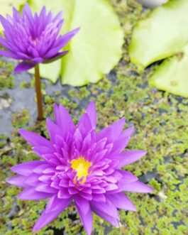 King of Siam Waterlily (1 Plant)