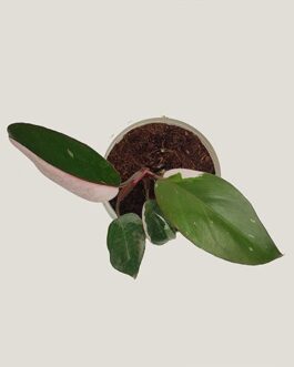 philodendron pink princess/PPP (Small plant)