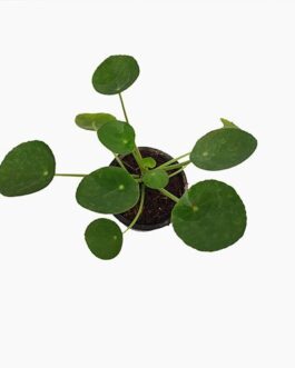 pilea peperomia/Chinese Money Plant/Pancake plant combo ( 3 plants)