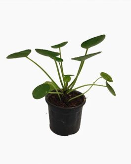 pilea peperomia/Chinese Money Plant/Pancake plant combo ( 3 plants)