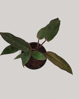 Philodendron Combo (Birkin, rogo congo,’Red Empress)