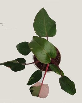 philodendron pink princess/PPP (large plant)