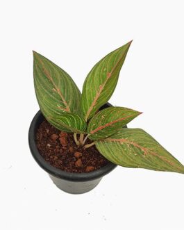 Aglaonema combo (elian,Heng, legacy hijau) 3 plants