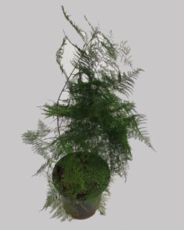 Asparagus fern/Christmas tree fern (large)