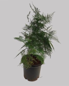 Asparagus fern/Christmas tree fern (large)