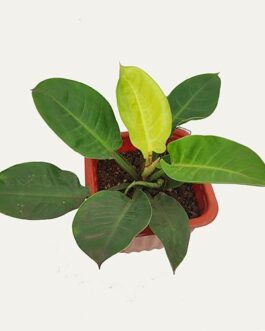 Calathea combo (crimson,Fredy/Calathea Concinna Freddie) 2 plants