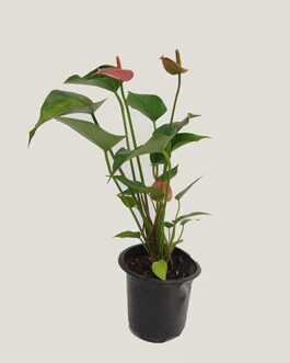 Anthurium Miniature Pink (single plant clump)
