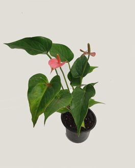 Anthurium Miniature Pink (single plant clump)