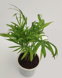 Foliage combo (Bird of paradise, chamaedorea dwarf, Dieffenbachia ‘Memoria Corsii) 3 plants