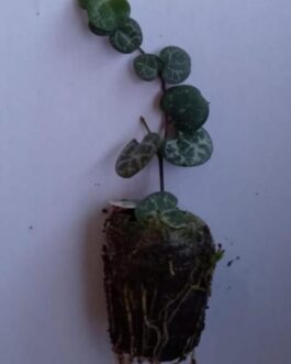 String of Hearts ( single plant)