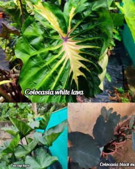 Colocasia combo ( 3 plants /tubers)
