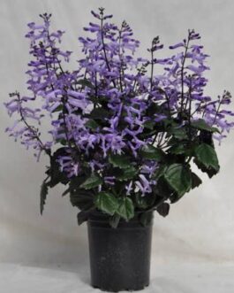 Mona lavender/ Plectranthus blue (single plant)