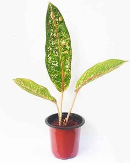 Aglaonema Harlequin (Single plant)