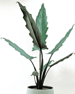 Alocasia Lauterbachiana/ Purple Sword (Single plant)