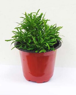 Aralia Green (pot)