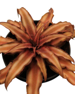 Cryptanthus bivittatus brown/ Starlite Bromeliad brown/ Earth star brown