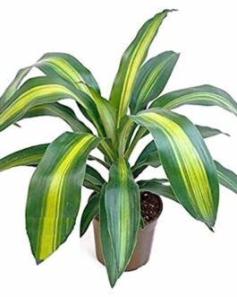 Dracaena fragrans ‘Massangeana’/ Dragon Plant (Single plant)