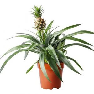 Dwarf ornamental red pineapple plant