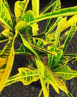 Golden Arrowhead Croton (Single plant)