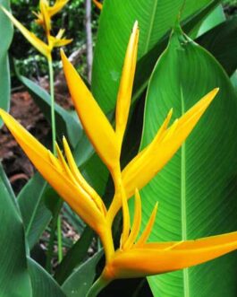 5 plants of Heliconia Psittacorum Golden Tourch/ Lady Diana