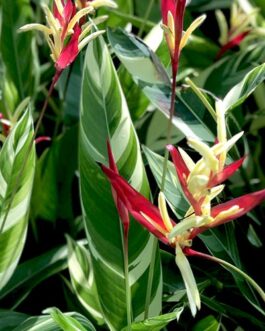 Heliconia Psittacorum Lady Di Variegated (Single plant)
