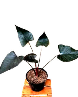 Homalomena Black (single plant)