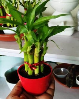2 Layer Lucky Bamboo Plant