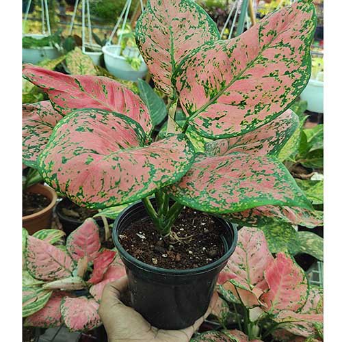 Aglaonema Anyamanee Pink - large - Buy 6000+ Plants, Seeds, Pots online ...