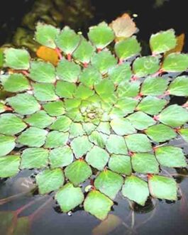 Water Mosaic Combo ( 25 plants)