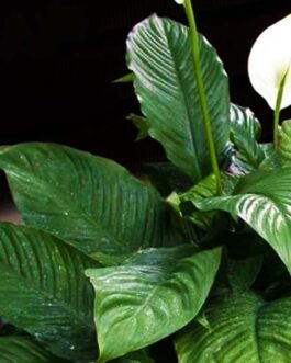 Peace Lily ‘Mauna Loa’/ Broad leaf peace lily (pot)