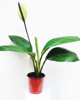 Peace Lily ‘Mauna Loa’/ Broad leaf peace lily (pot)