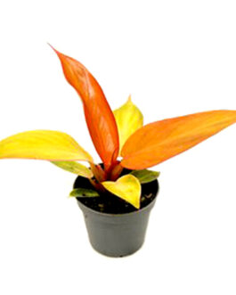 Philodendron Sun Red (Single small plant-7cm size)