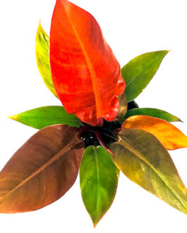 Philodendron Sun Red (Single small plant-7cm size)