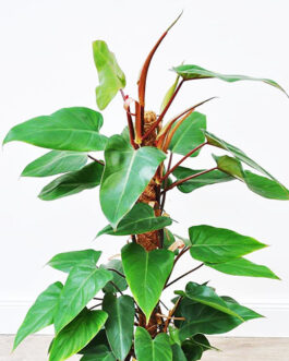 Red Emerald Philodendron / Philodendron erubescens